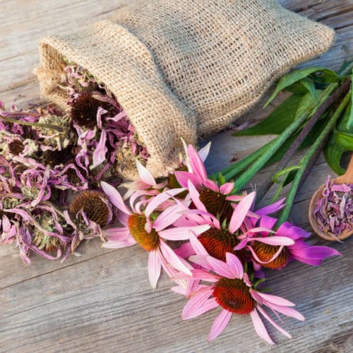 echinacea_1-500x500