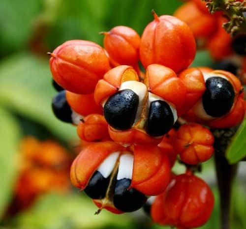 guarana-powder-plant-energy-south-america-500x466