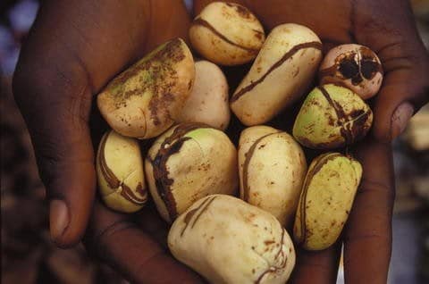 kola-nut-cola-nitida-1
