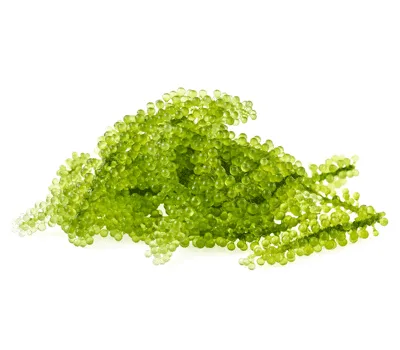 Chlorella